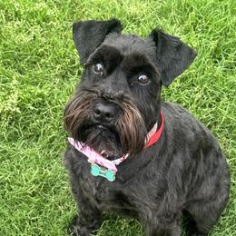 Nola - Miniature Schnauzer