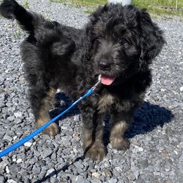 Bernedoodle Puppies from Oodles of Doodles