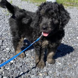Bernedoodle Puppies from Oodles of Doodles