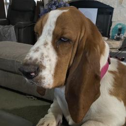Alice - Basset Hound