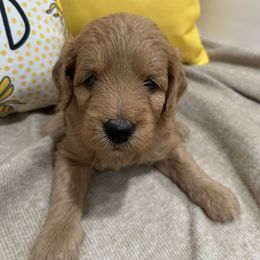 Female 5 - Apricot female Goldendoodle puppy in West Warwick, Rhode Island from Lil Rhody’s Goldendoodles