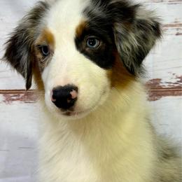 Cowboy - Blue merle male Miniature American Shepherd puppy in Clinton, Missouri from Mockingbirds American Minis