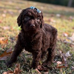 Cider - Chocolate female Goldendoodle puppy in Camden, North Carolina from Oopsie Doodles of NC