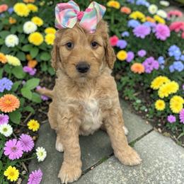 Zola - Apricot female Goldendoodle puppy in Prosperity, Pennsylvania from Stelladoodles & Company