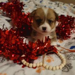 Red collar - White and red female Pembroke Welsh Corgi puppy in Aleppo, Pennsylvania from Donna's Corgis