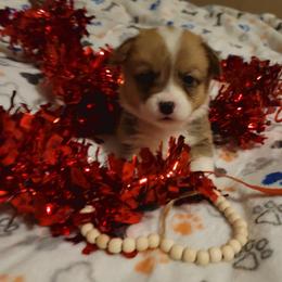 Red collar - White and red female Pembroke Welsh Corgi puppy in Aleppo, Pennsylvania from Donna's Corgis