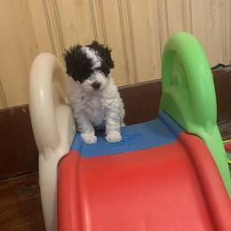 Slate - Parti male Poodle puppy in Haddam, Kansas from Golden B Acres