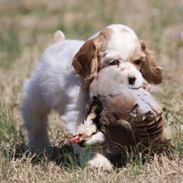 Cocker Spaniel Puppies from Bow-K's Cockers