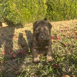 Rex - Sable male German Shepherd puppy in Milan, Illinois from Stonewick German Shepherds