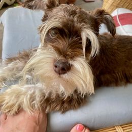Suzee - Miniature Schnauzer