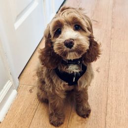 Winnie - Cockapoo