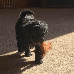 Cooper - Black male Goldendoodle puppy in Haddam, Kansas from Golden B Acres