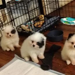 AKC limited Zack - Black parti male Pomeranian puppy in Andrews, South Carolina from Purple Diamonds Kennel