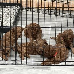 Cavapoo Puppies from Nana Oodles