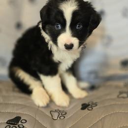 Girl 4 - female Miniature Australian Shepherd puppy in Claremont, North Carolina from Wee Aussies