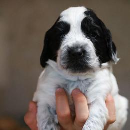 Java - Blue roan female English Cocker Spaniel puppy in New Mexico from HighBrassGunDogs