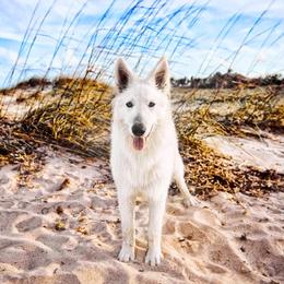 Berger Blanc Suisse and German Shepherd Puppies from Vom Hundhaus German Shepherds
