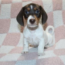 Buzz - Chocolate and tan male Dachshund puppy in Lebanon, Tennessee from Thomas Dachshunds