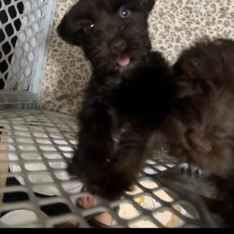 Chai - Liver female Miniature Schnauzer puppy in Miami, Florida from Chiquiticos Shnauzers