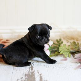 Kuma - Black female Pug puppy in Placerville, California from Gold Leaf Farm Pugs