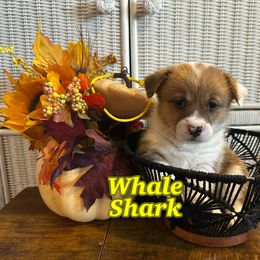 Whale Shark- Yellow Collar - Red male Pembroke Welsh Corgi puppy in Olathe, Colorado from Rocking LJ Breeding
