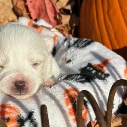 Pomskies from JHS Pomsky