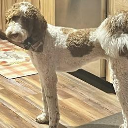 Aussiedoodles, Australian Shepherds, Cockapoos, Goldendoodles, and Poodles from Kristin Drown