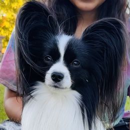 Jack - Papillon