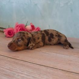 Valentina - Dapple female Dachshund puppy in Florence, Arizona from Doxie Town Az