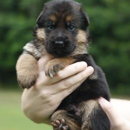 Esker - Black and red male German Shepherd puppy in Apex, North Carolina from Milestone GSDs
