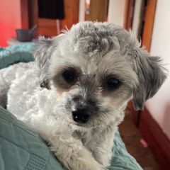 Little Girl - Shichon