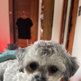 Little Girl - Shichon
