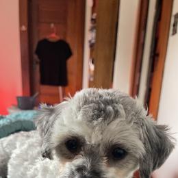 Little Girl - Shichon