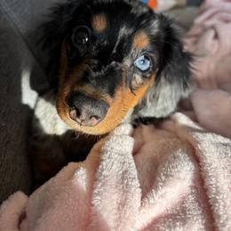 Dachshund All Grown Up from Ruff n’ Tumble