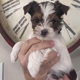 Yorkshire Terriers from Parti Paw Yorkies