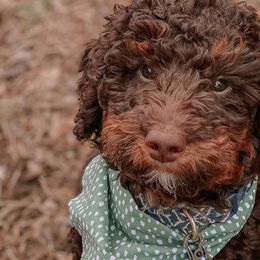 Aussiedoodles, Cavapoos, Goldendoodles, Miniature Australian Shepherds, and Poodles from Copper Lane Aussies, Doodles & Cavapoos