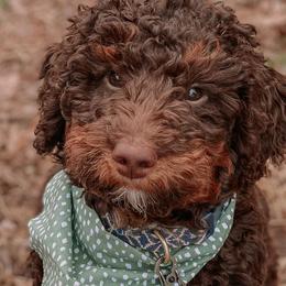 Aussiedoodles, Cavapoos, Goldendoodles, Miniature Australian Shepherds, and Poodles from Copper Lane Aussies, Doodles & Cavapoos