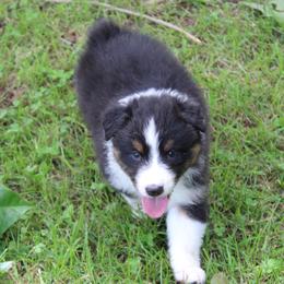Juneau - Black tri-color male Australian Shepherd puppy in Kansas, Oklahoma from Windy G Farm