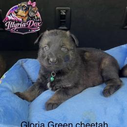 Gloria (green cheetah) - Sable female German Shepherd puppy in Livingston, Kentucky from Illyria Dox & GSD