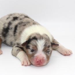 Bailey - Blue merle female Australian Shepherd puppy in Camp Springs, Kentucky from Diamond Paws Australian Shepherds