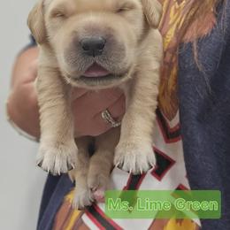 Ms. Lime Green - Golden female Golden Retriever puppy in Mocksville, North Carolina from Hunting Creek Kennels & Farm