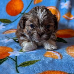 Lucy - Yellow Collar - Liver and white female Shih Tzu puppy in Troy, Ohio from Ever After Tails