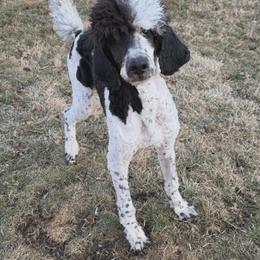 Skunk - Parti male Poodle puppy in New Castle, Pennsylvania from Kyler’s Poodle Playhouse