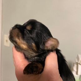 Boy 2 - Yorkshire Terrier puppy in East Moline, Illinois from Lincolnwood Yorkies
