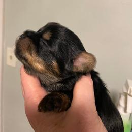 Boy 2 - Yorkshire Terrier puppy in East Moline, Illinois from Lincolnwood Yorkies