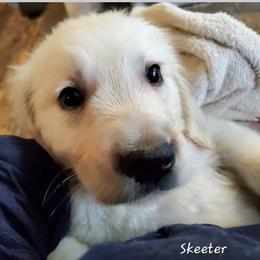 Golden Retriever puppies from LOMAH Retrievers