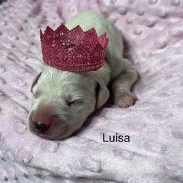 Luisa - White and black Dalmatian puppy in Haines City, Florida from Magnolia & Sullivan Dalmatians