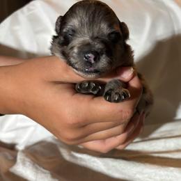 Andy - Blue merle male Pomeranian puppy in Skipperville, Alabama from Nay Nay’s Babies