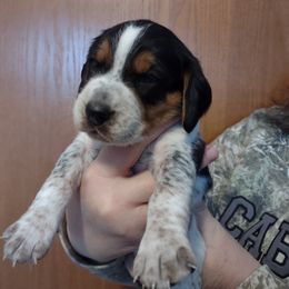 Boy 4 - Beagle puppy in Rhinelander, Wisconsin from Norling's Great Northern Beagles