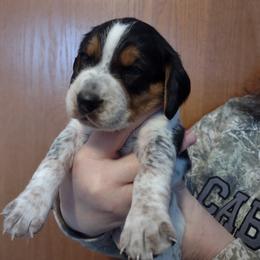 Boy 4 - Beagle puppy in Rhinelander, Wisconsin from Norling's Great Northern Beagles